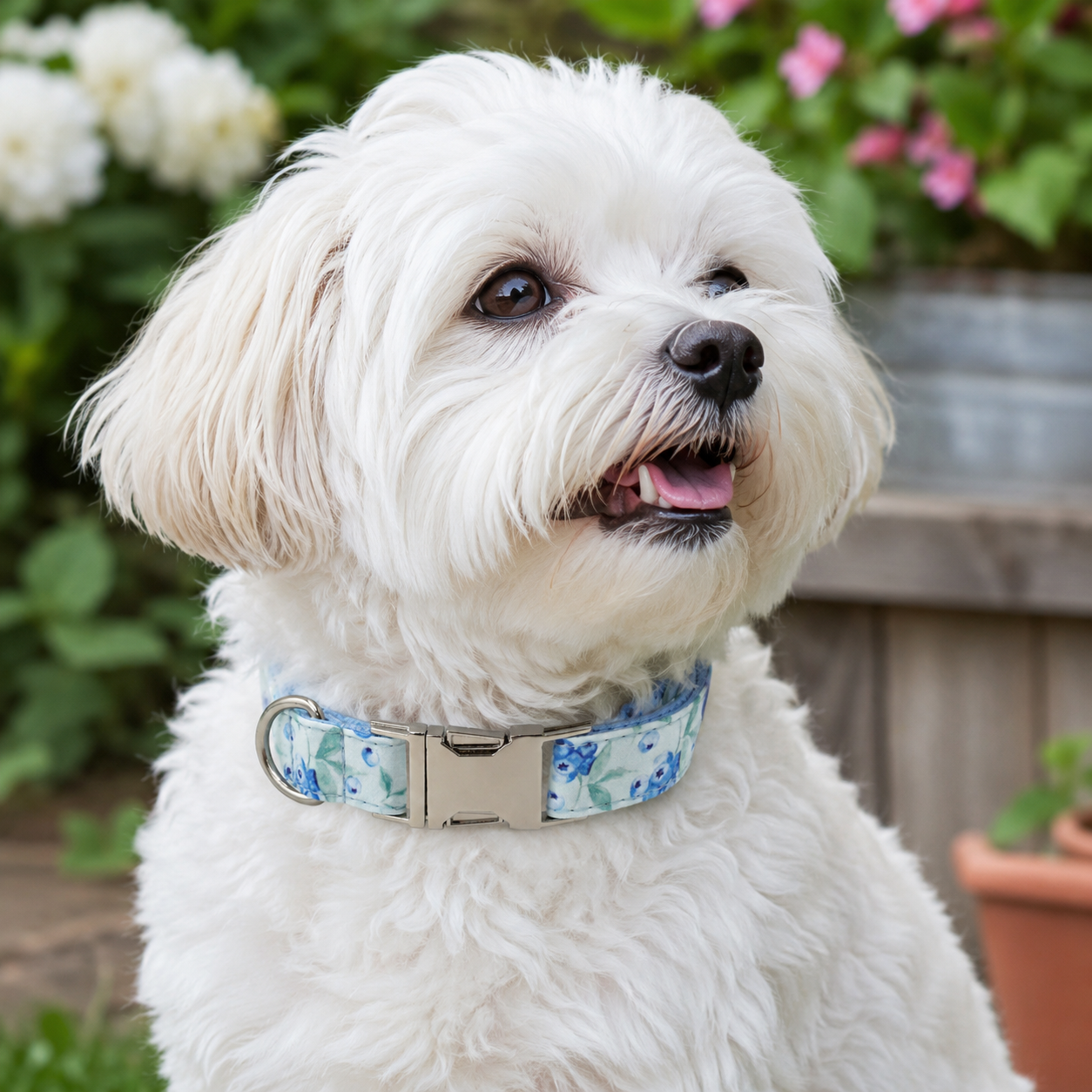 Designer Printed Dog Collar with Adjustable Fit &amp; Metal Buckle