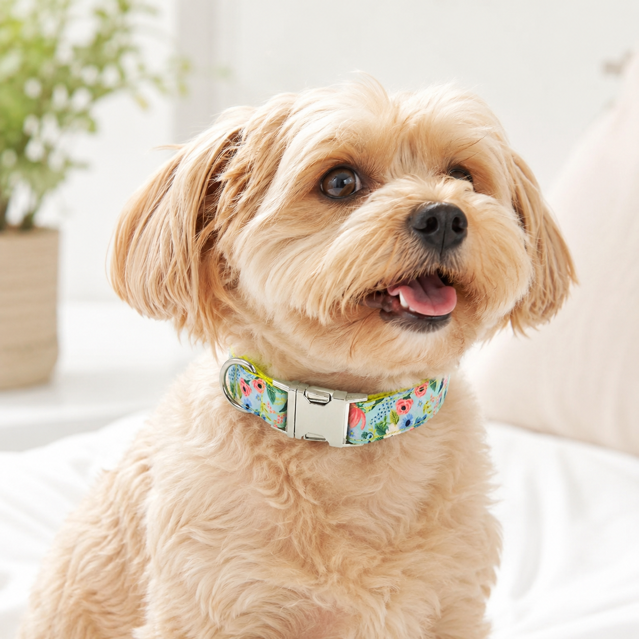 Adjustable Printed Dog Collar with Metal Buckle – Soft Fabric Collar for Small to Large Dogs
