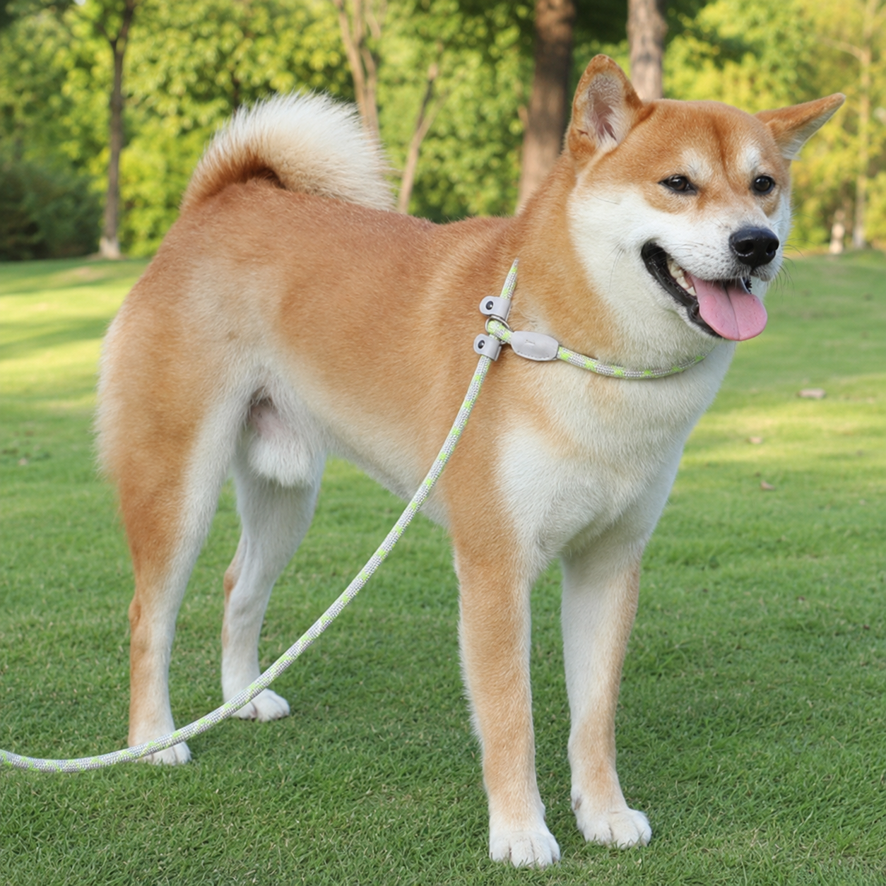Adjustable Slip Lead Dog Leash – Lightweight Nylon Rope Training Leash with Stopper
