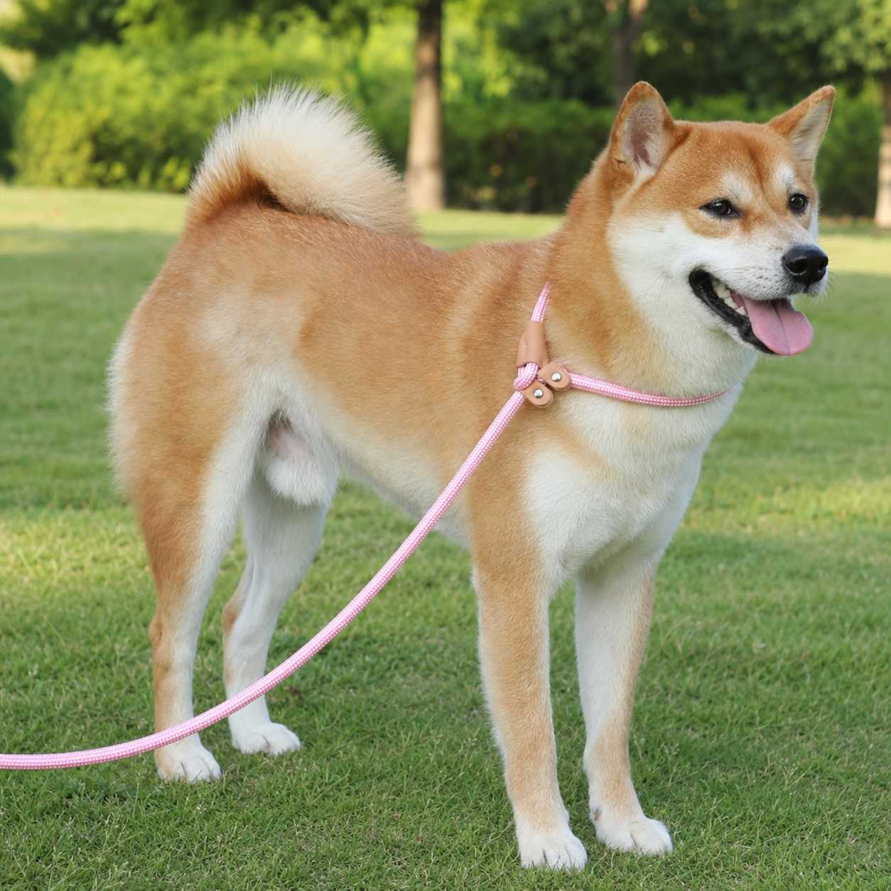 Adjustable Slip Lead Dog Leash – Lightweight Nylon Rope Training Leash with Stopper