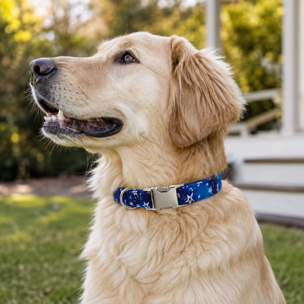 Designer Printed Dog Collar with Adjustable Fit &amp; Metal Buckle