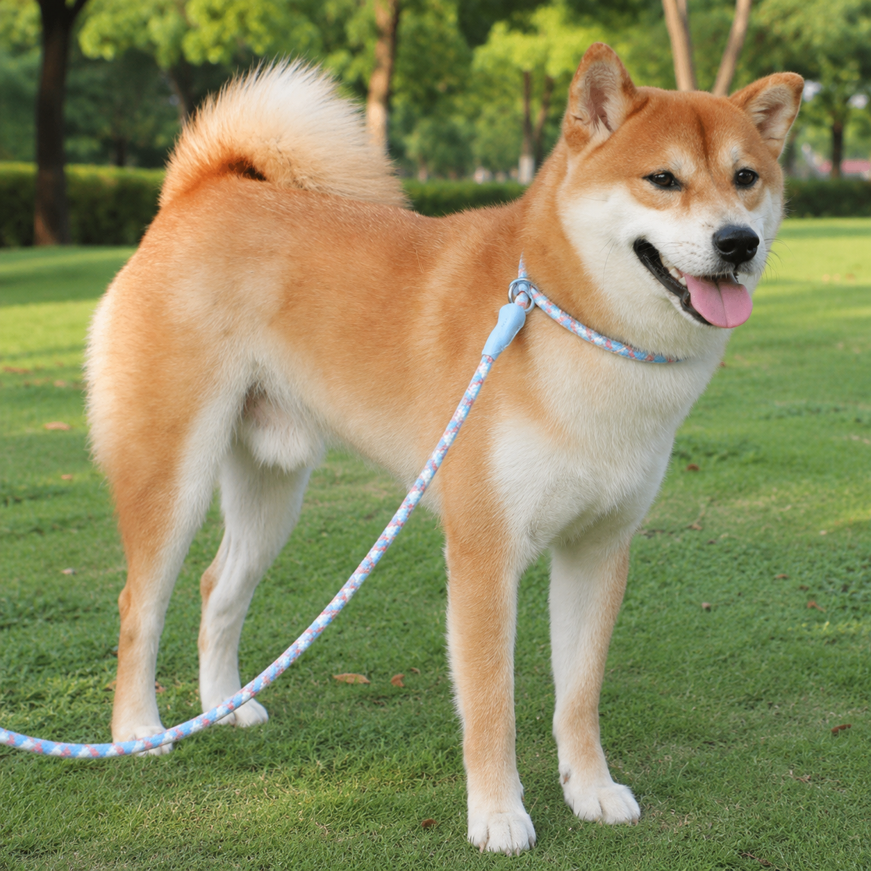 Adjustable Slip Lead Dog Leash – Lightweight Nylon Rope Training Leash with Stopper