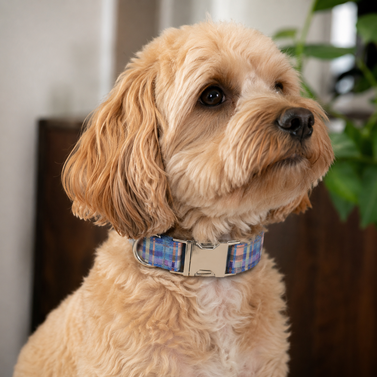 Adjustable Patterned Dog Collar with Gold Metal Buckle
