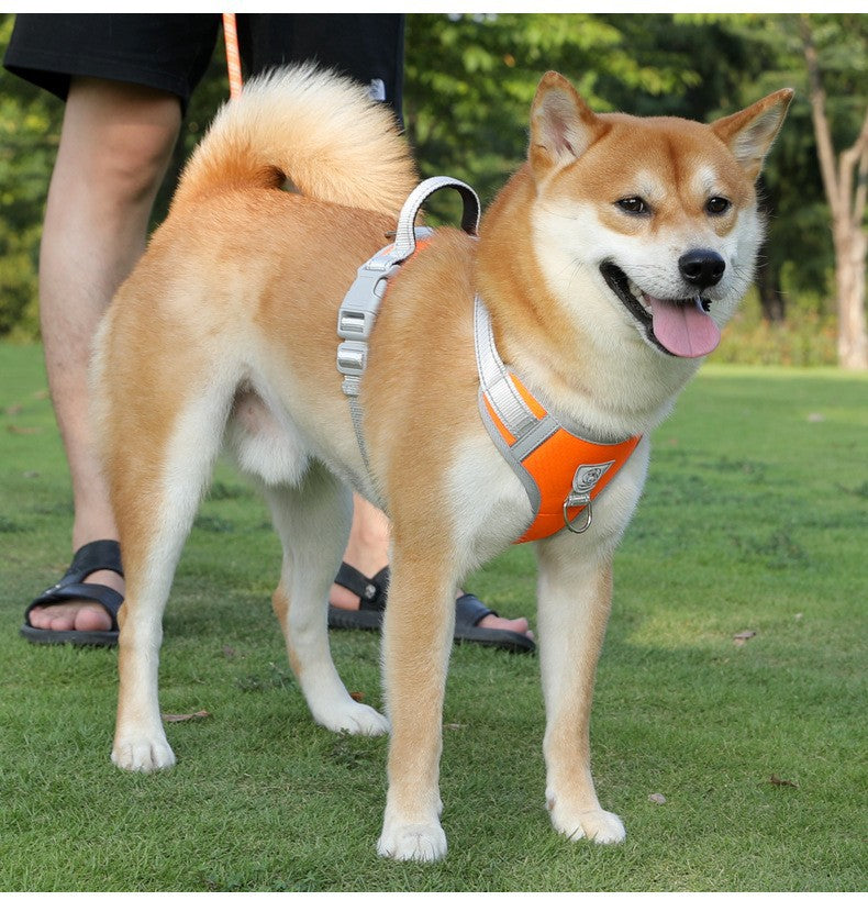 Adjustable Slip Lead Dog Leash – Lightweight Nylon Rope Training Leash with Stopper