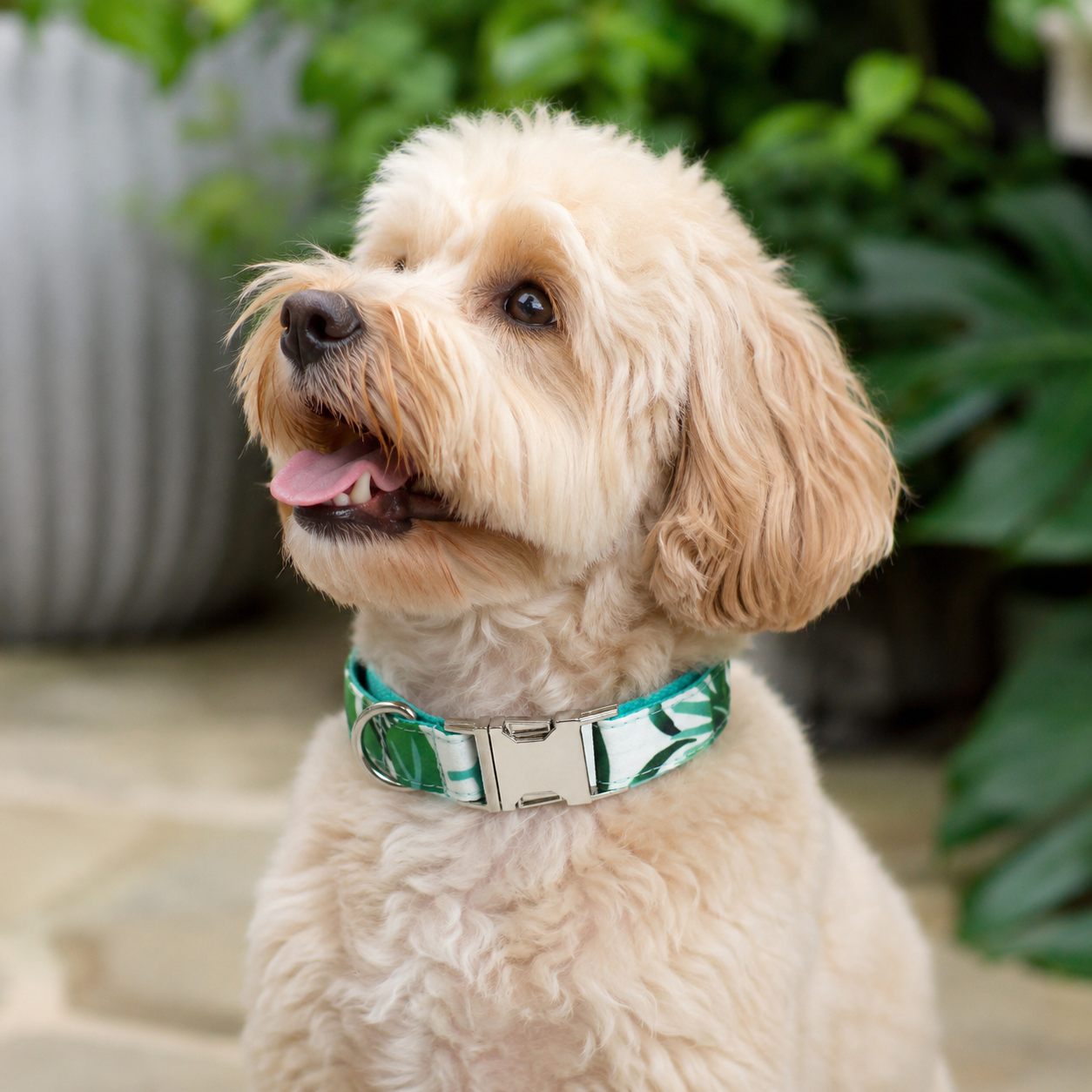Adjustable Patterned Dog Collar with Gold Metal Buckle